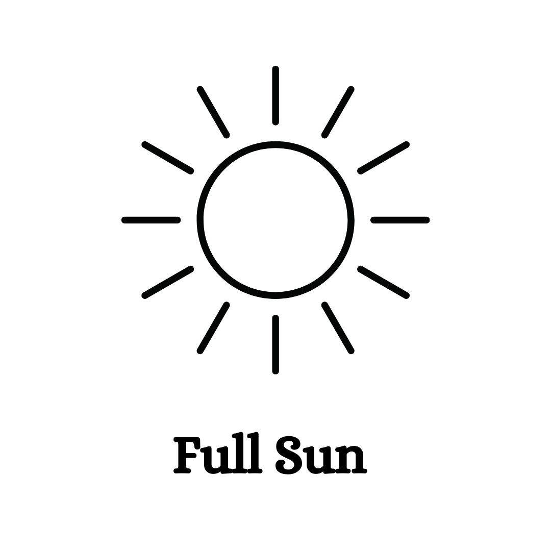 Sun Insert